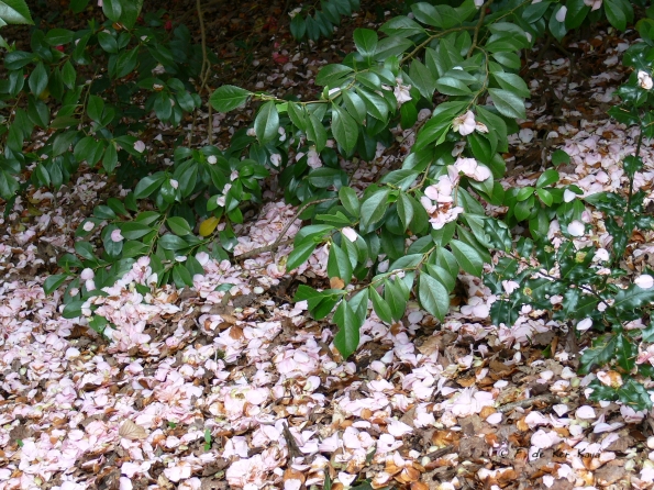 Bois des Moutiers (139) Mai 2012